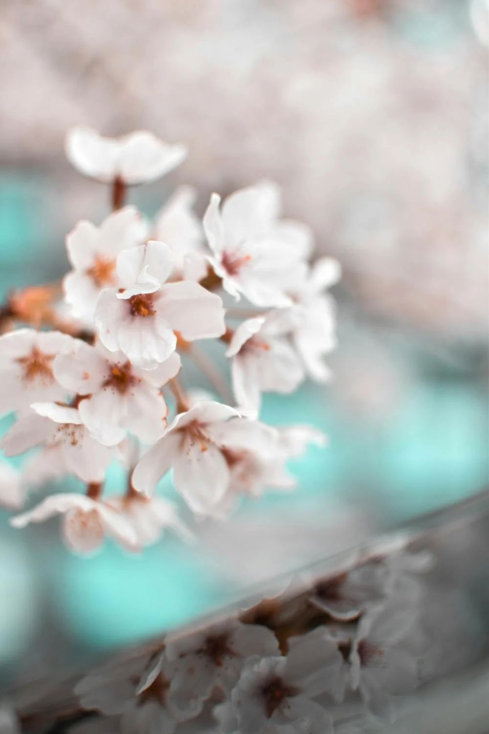 White Petaled Flowers, photograph